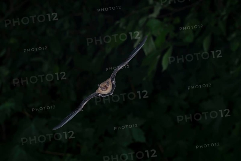 Common pipistrelle (Pipistrellus pipistrellus) hunting insects in front of deciduous forest, Brandenburg, Germany, Europe