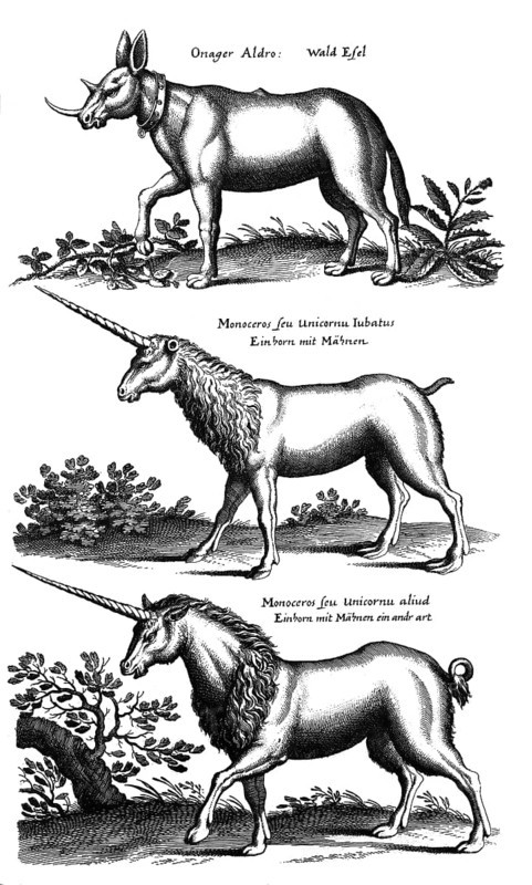 Onager Aldro, Wald Esel, Monoceros seu unicornu iubatus, Einhorn mit Mähnen, Mononceros seu unicornu aliud, Einhorn mit Mähnen ein andr art. Date, ca 1655 Collection, Historiae naturalis de quadrupetibus libri, Historical, digitally restored reproduction from a 19th century original, Record date not stated