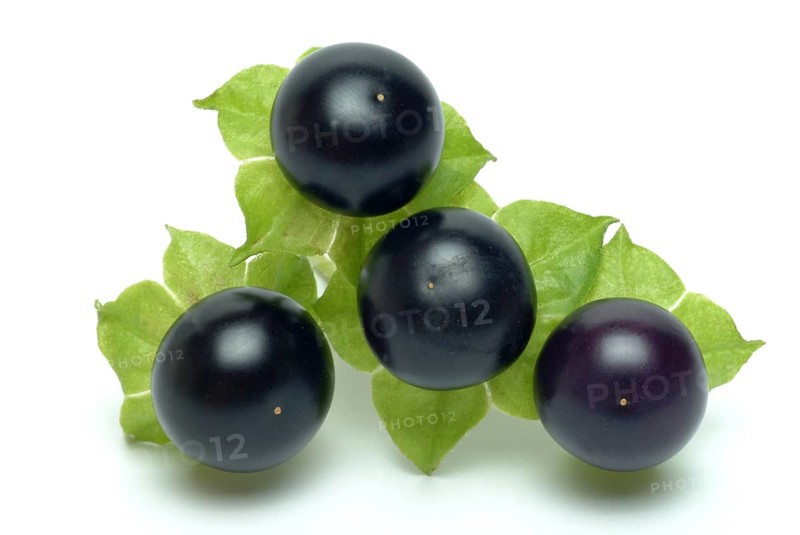Food, fruit, black Jaltomata, Jaltomata procumbens is a plant species from the genus Jaltomata in the nightshade family