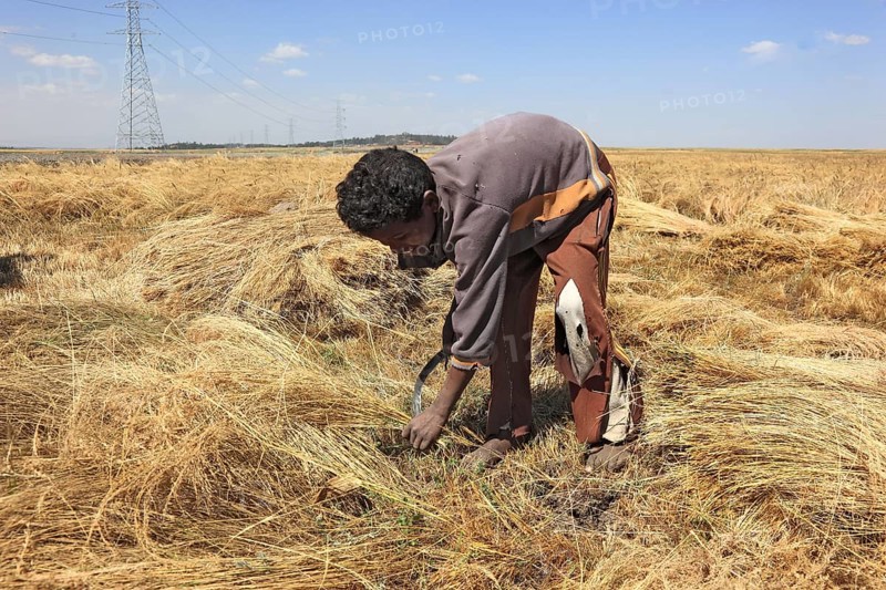 Amhara region, farmers harvesting teff, teff, tef, dwarf millet, Eragrostis tef, seeds are gluten-free and rich in essential fatty acids. This type of millet is the most important grain in Ethiopia, where it is processed into flatbread and beer and used as animal feed., Ethiopia, Africa