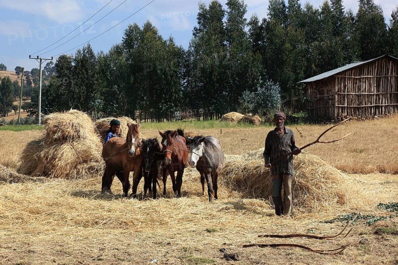 In the highlands of Abyssinia, in the Semien Mountains, Semien Mountains, field work, threshing grain with horses, Ethiopia, Africa