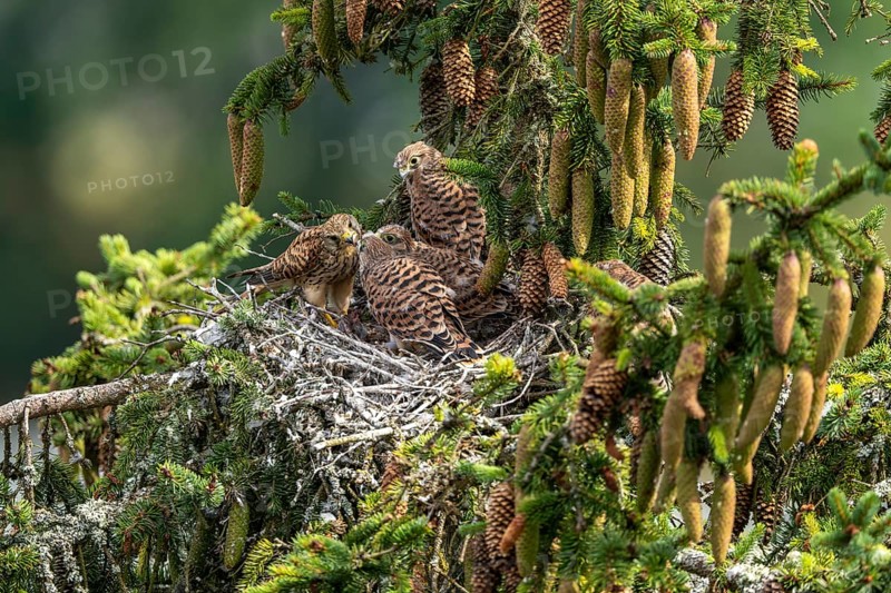 Common kestrel (Falco tinnunculus), female adult bird feeding young birds not yet ready to fly in the nest, Rhineland-Palatinate, Germany, Europe
