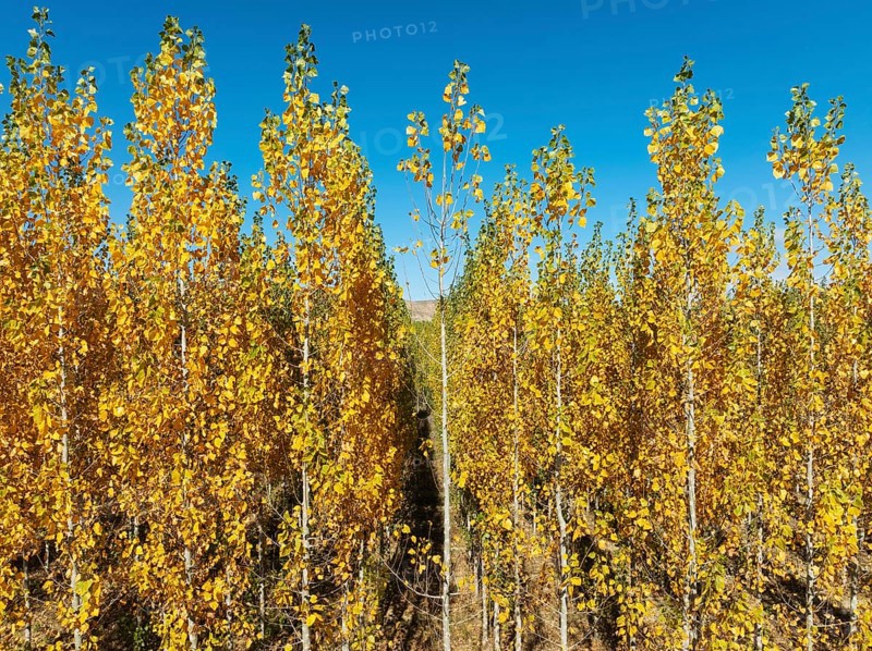 European Aspen (Populus tremula) in autumnal colours. Cultivated for timber. Drone shot. Granada province, Andalusia, Spain, Europe