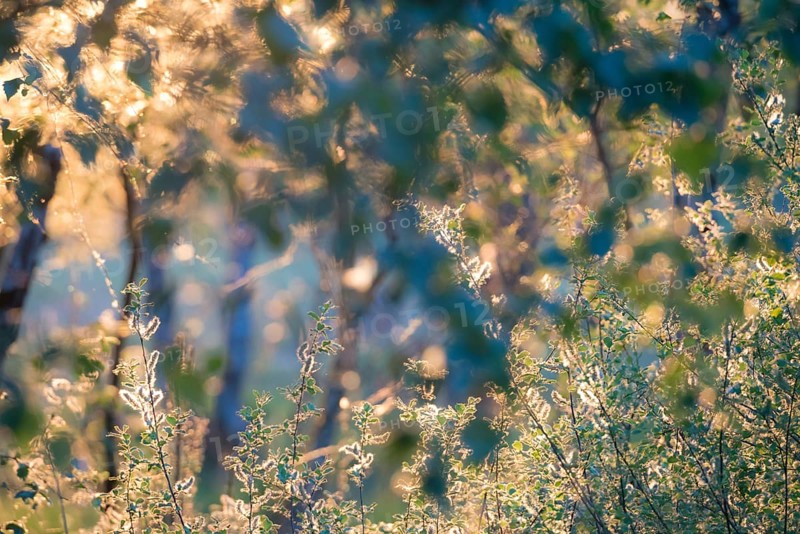 Sunlight in the late evening of a summer day reflects on green leaves and illuminates their edges and the seed heads (catkins, willow catkins) of Salix caprea or Sal willow, background with blue shadows, bokeh, artistic, dreamy, gentle depiction of summer, Pietzmoor nature reserve, Lüneburg Heath, Lower Saxony, Germany, Europe