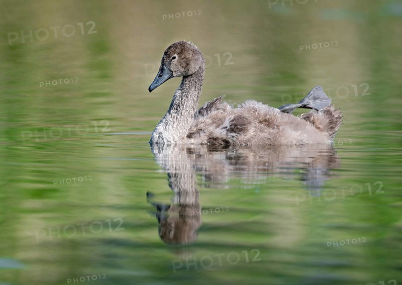 Mute swan (Cygnus olor) young bird swimming on a pond, one leg out of the water in resting position, Thuringia, Germany, Europe
