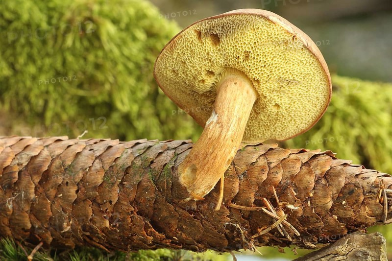 Chestnut boletus (Imleria badia) grows from spruce cones (Picea) Allgäu, Bavaria, Germany, Allgäu/Bavaria, Germany, Europe