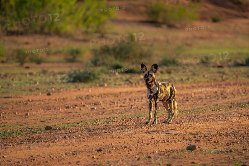 African Wild Dog, Painted Dog, Lycaon pictus, endangered wild animal looking into the camera. The Painted Wolf is standing looking curious into the camera. Lower Zambezi National Park, Zambia, Africa