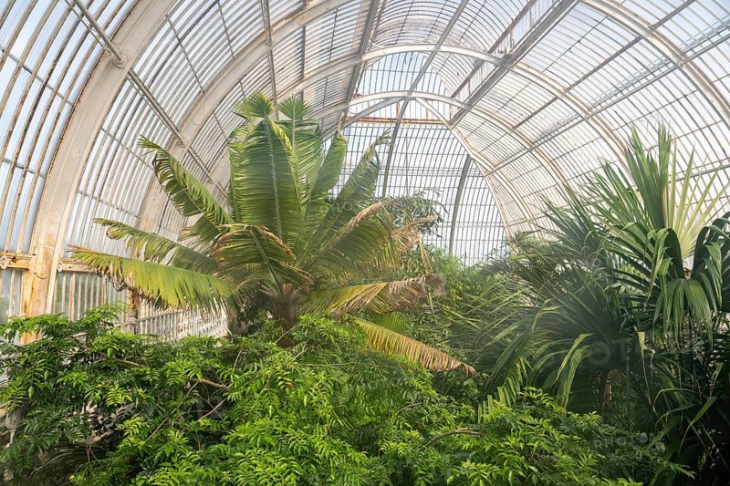 Lush tropical vegetation, Palm House, oldest Victorian greenhouse in the world, Royal Botanic Gardens, Kew, London, England, Great Britain
