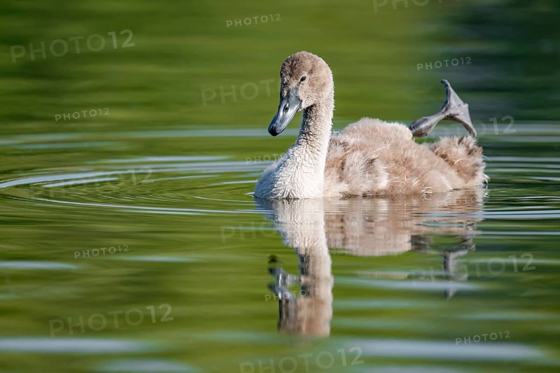 Mute swan (Cygnus olor) young bird swimming on a pond, one leg out of the water in resting position, Thuringia, Germany, Europe