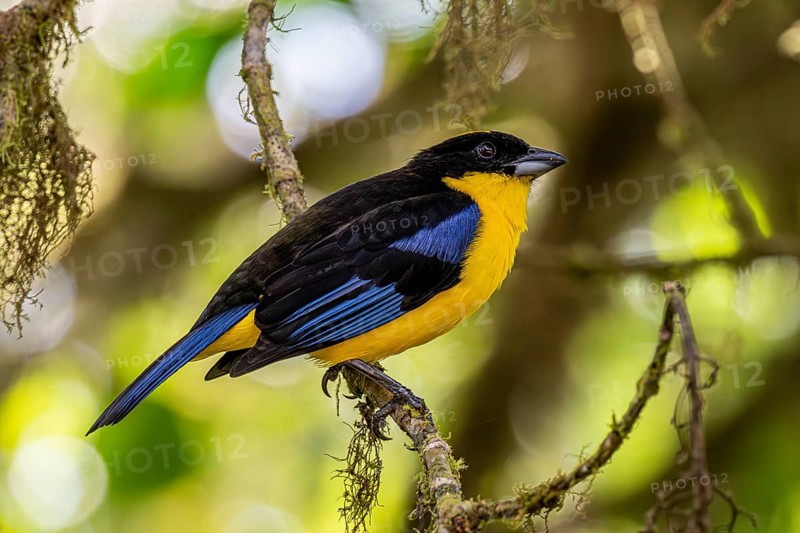 Blue-winged mountain tanager (Anisognathus somptuosus), Mindo Forest Reserve, Mindo, Ecuador, South America