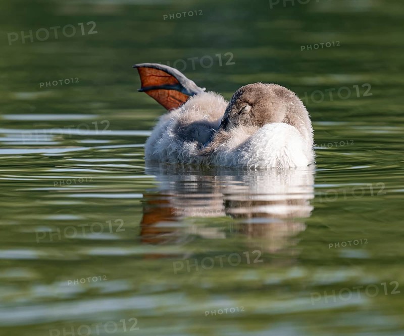 Mute swan (Cygnus olor) young bird swimming on a pond, one leg out of the water in resting position, Thuringia, Germany, Europe