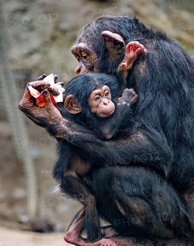Animal portrait, Western chimpanzee (Pan troglodytes verus) cuddling with young, captive, distribution central and western Africa
