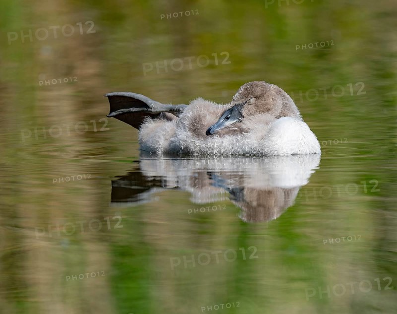 Mute swan (Cygnus olor) young bird swimming on a pond, one leg out of the water in resting position, Thuringia, Germany, Europe
