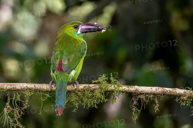 Crimson-rumped toucanet (Aulacorhynchus haematopygus), Mindo Forest Reserve, Mindo, Ecuador, South America