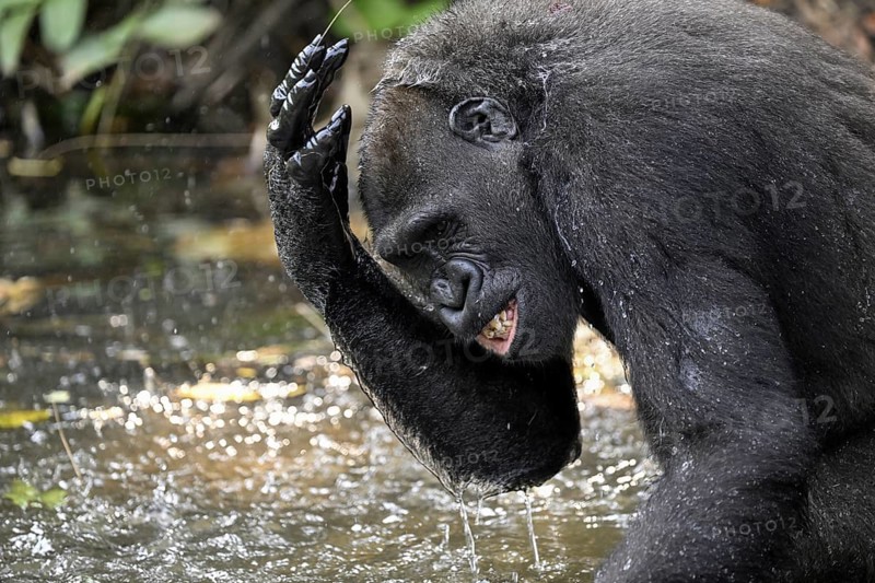 Western lowland gorilla (Gorilla gorilla gorilla) playing in the water of a river, male animal, Réserve Lésio-Louna nature reserve, near Moembe, Plateau department, Republic of Congo