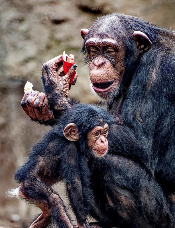 Animal portrait, Western chimpanzee (Pan troglodytes verus) playing with young, captive, distribution central and western Africa