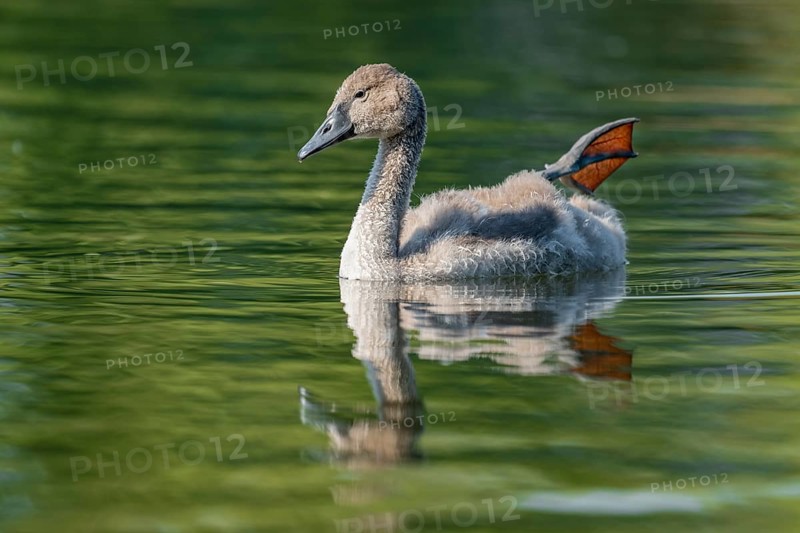 Mute swan (Cygnus olor) young bird swimming on a pond, one leg out of the water in resting position, Thuringia, Germany, Europe