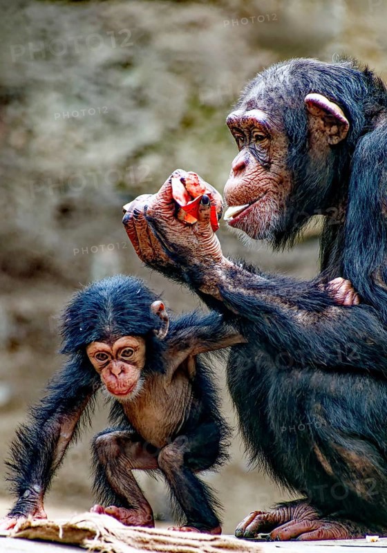 Animal portrait, Western chimpanzee (Pan troglodytes verus) playing with young, captive, distribution central and western Africa