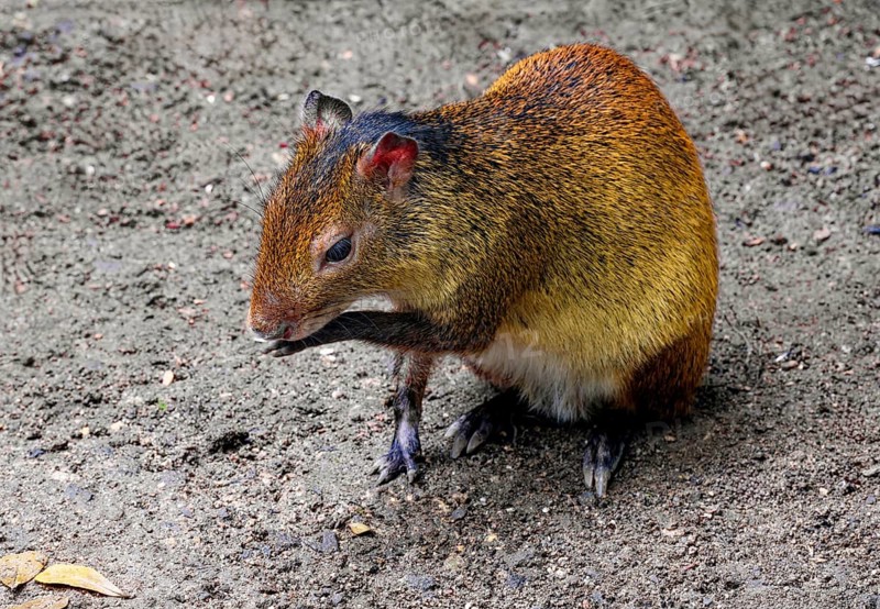 Black-backed agouti (Dasyprocta prymnolopha), order of rodents, captive, distribution forest and savannah areas in South America