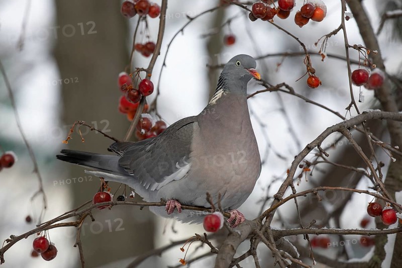 Vyakhir pigeon. Russia