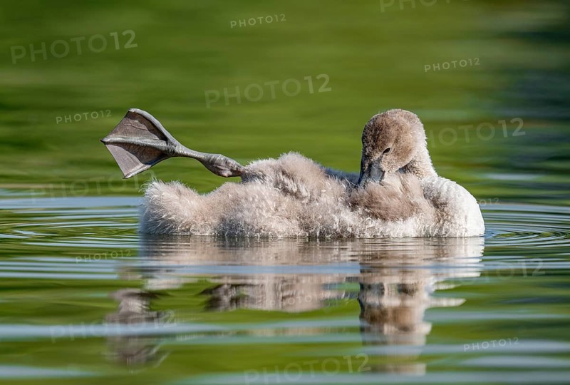 Mute swan (Cygnus olor) young bird swimming on a pond, one leg out of the water in resting position, Thuringia, Germany, Europe