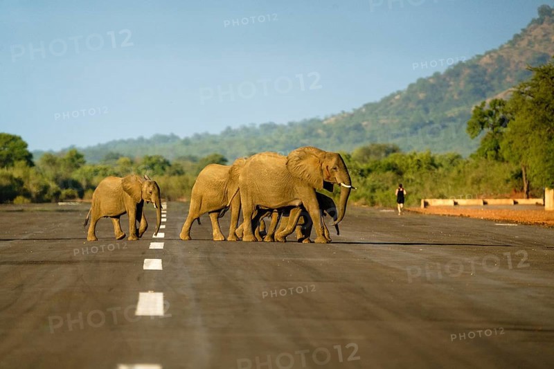 African elephants, Loxodontra Africana, crossing an airstrip. The elephant herd is walking together, in distance you see a person running, jogging on the landing strip in the African bush. Lower Zambezi National Park, Zambia, Africa