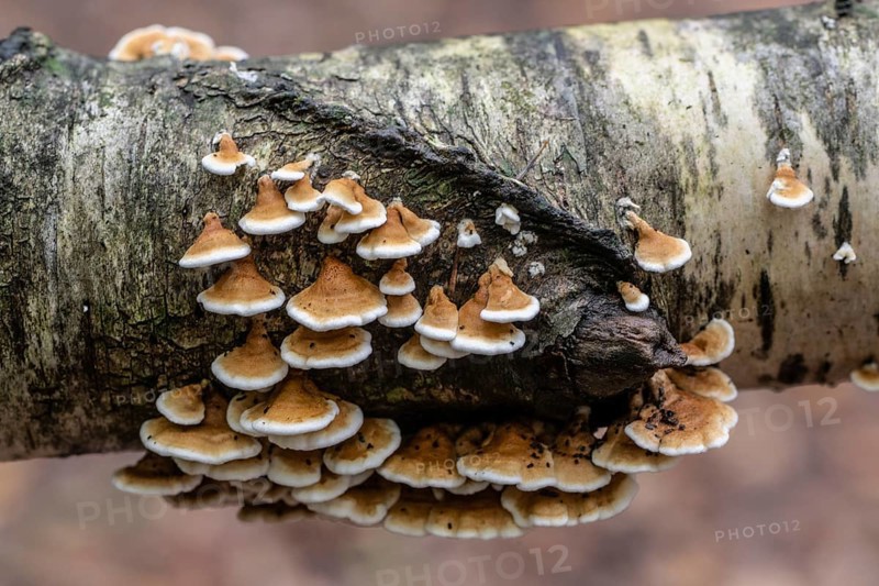 Shaggy layered mushroom (Stereum hirsutum), Emsland, Lower Saxony, Germany, Europe
