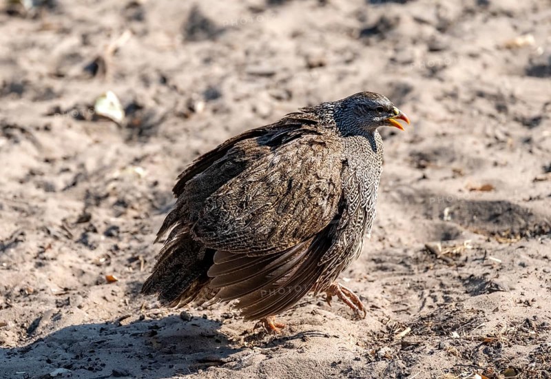 Natal francolin (Pternistis natalensis), bird puffing itself up, Khama Rhino Sanctuary, Botswana, Africa