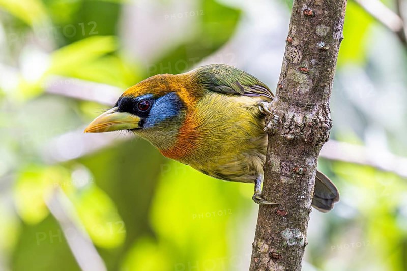 Red-headed barbet (Eubucco bourcierii), female, Mindo Forest Reserve, Mindo, Ecuador, South America