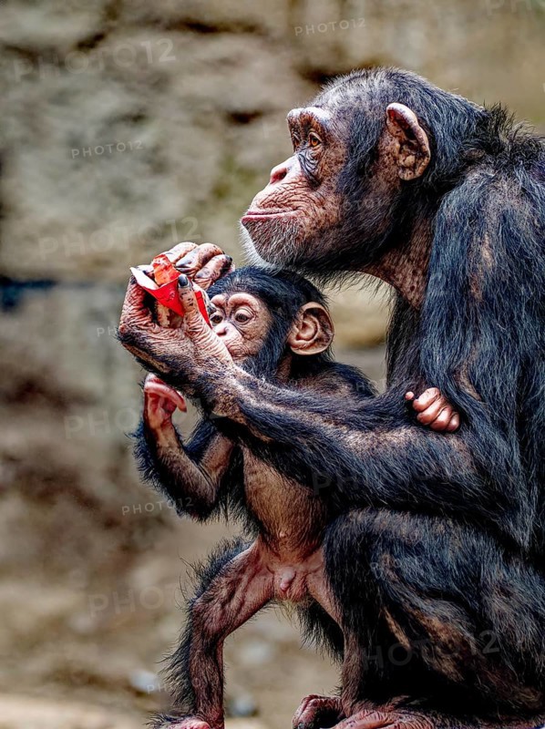 Animal portrait, Western chimpanzee (Pan troglodytes verus) playing with young, captive, distribution central and western Africa