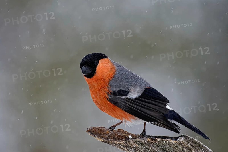 Bullfinch (Pyrrhula pyrrhula), male, in splendour, on tree stump, snow drift, winter, northern Finland, Finland, Europe