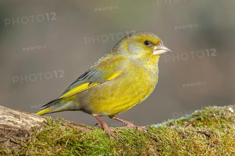 Greenfinch perched on a branch in the forest. (Chloris chloris) . France