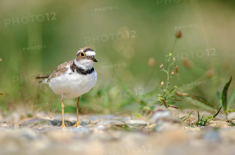Little Plover (Charadrius dubius) in the gravels on the banks of the Rhine. Bas-Rhin, Collectivite europeenne d'Alsace, Grand Est, France, Europe