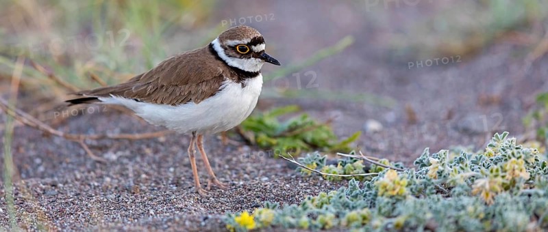 Little Ringed Plover, Little Ringed Plover, (Charadrius dubius), plover family, biotope, foraging, Lesbos, Lesbos Island, Greece, Europe