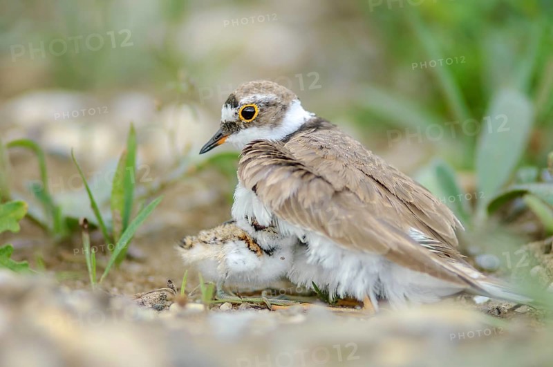 Little Plover (Charadrius dubius) with its chick on the banks of the Rhine. Bas-Rhin, Collectivite europeenne d'Alsace, Grand Est, France, Europe