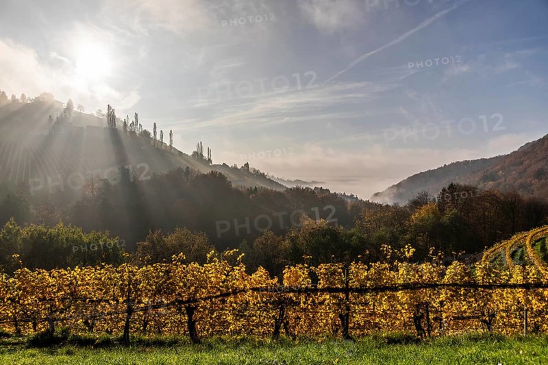 Autumn atmosphere, morning sun over vineyard in the fog, backlight shot, St. Andrä-Höch, Sausal, Styria, Austria, Europe
