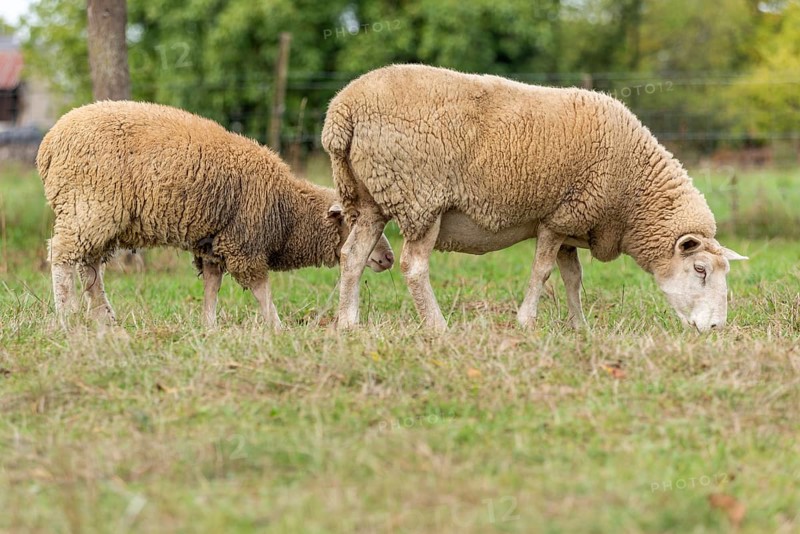 Sheep in a pen in early fall. Alsace France