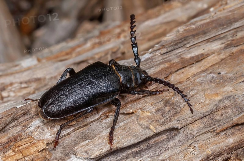 Tanner Beetle (Prionus coriarius) resting on a dead tree trunk in the forest. Alsace, France, Europe