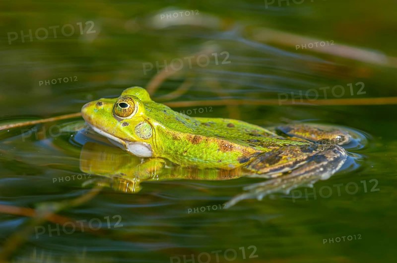Marsh frog (Rana ridibunda) in a pond in spring. France