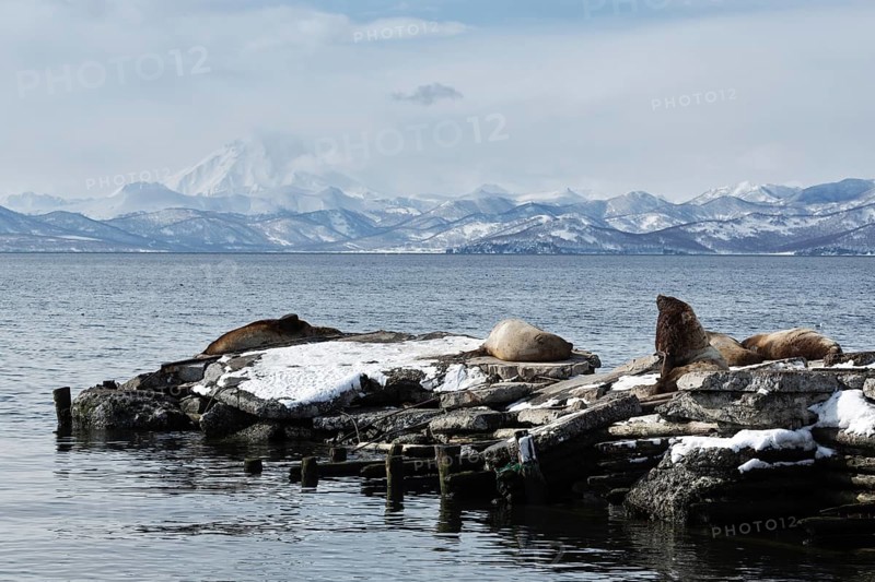 Nature of Kamchatka: rookery Steller Sea Lion or Northern Sea Lion Eumetopias Jubatus. Pacific Ocean, Avachinskaya Bay, Petropavlovsk-Kamchatsky, Kamchatka Peninsula, Russia, Europe