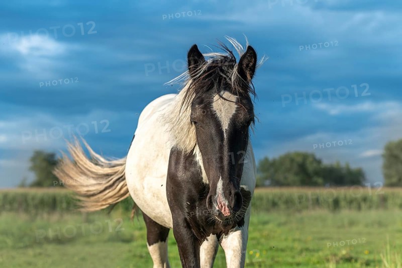 Irish cob horses in a pasture in spring. In the French countryside, horses go out into the meadows to graze on the fresh grass