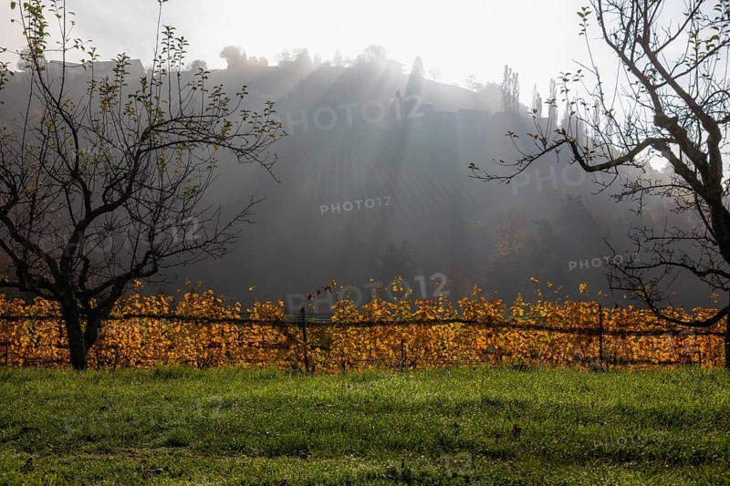 Autumn atmosphere, morning sun over vineyard in the fog, backlight shot, St. Andrä-Höch, Sausal, Styria, Austria, Europe