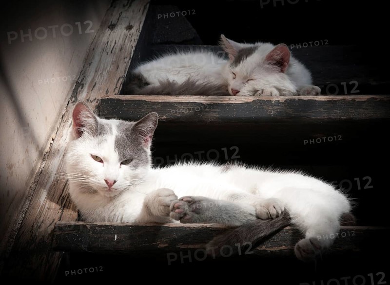 White lazy domestic cats sleeping on a wooden stair