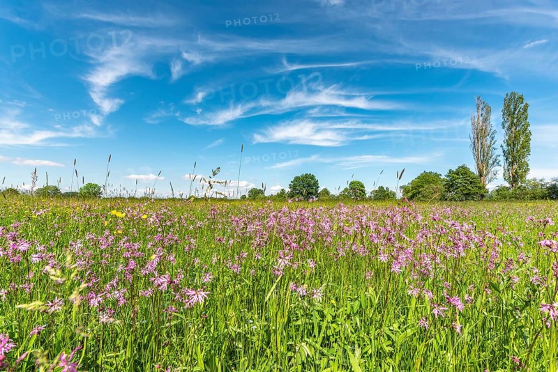 Natural meadow with pink spring flowers. Alsace, France, Europe