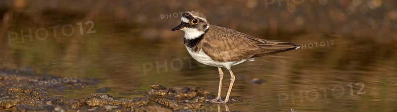 Little Ringed Plover, Little Ringed Plover, (Charadrius dubius), plover family, biotope, foraging, Lesbos, Lesbos Island, Greece, Europe