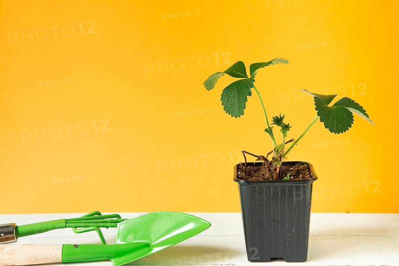 Strawberry seedlings in black glasses on the table on a yellow background and a rake with a shovel. Preparation for planting, growing natural berries in the garden