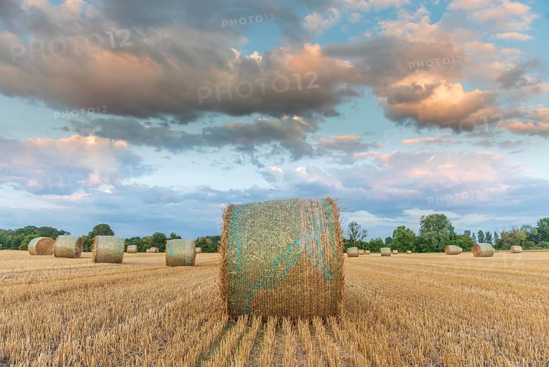 Straw rolls in field of harvested cereals. Alsace, France, Europe