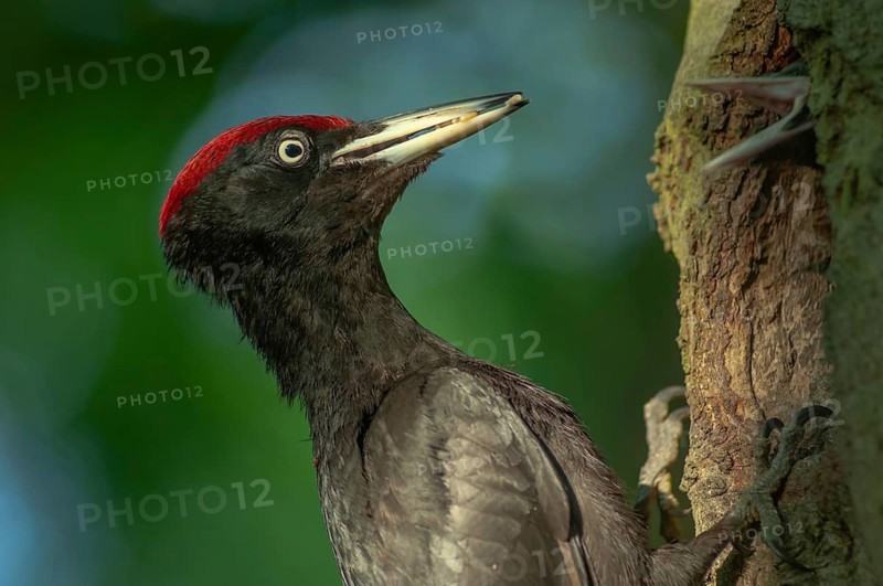 Black Woodpecker (Dryocopus martius) bringing ant larvae to feed her chicks in the nest. Alsace, France, Europe