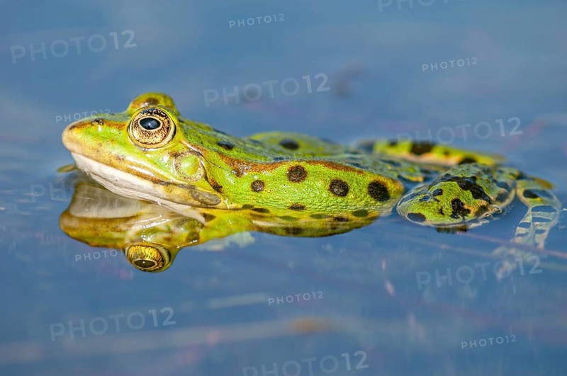 Marsh frog (Rana ridibunda) in a pond in spring. France