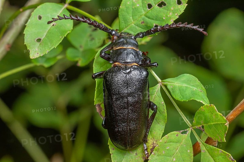 Tanner Beetle (Prionus coriarius) placed on the leaves of a shrub in the forest. Alsace, France, Europe